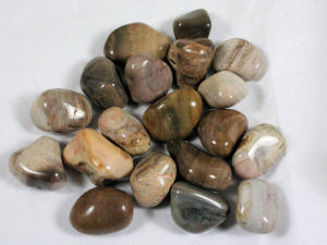 Tumbled Petrified Wood